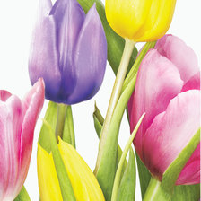 Схема вышивки «Тюльпаны»