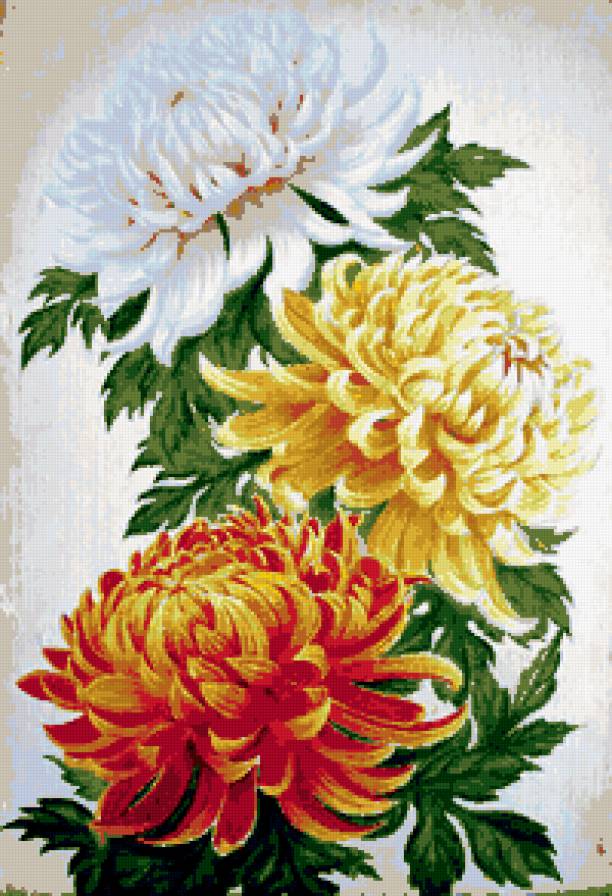 хризантемы - цветы, букет, хризантемы - предпросмотр