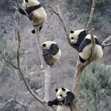 Схема вышивки «панды»