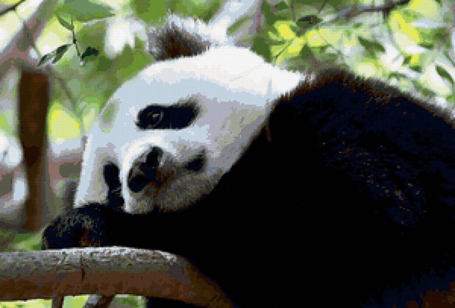 панда - предпросмотр