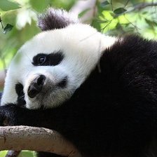 Схема вышивки «панда»