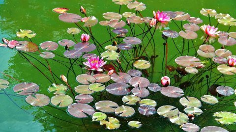 waterlily - çiçek - оригинал