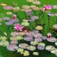 Схема вышивки «waterlily»