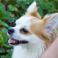 Схема вышивки «микки»