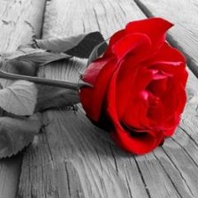 Схема вышивки «роза красная»