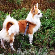 Схема вышивки «микки»