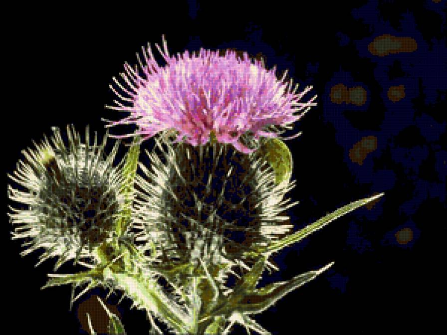 чертополох - предпросмотр