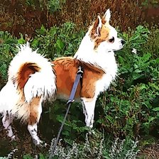 Схема вышивки «микки»