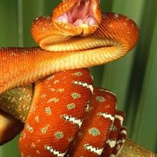 Схема вышивки «змея»