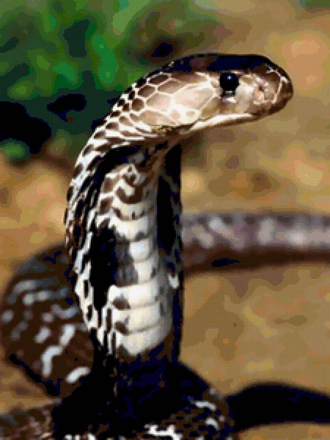 кобра - предпросмотр