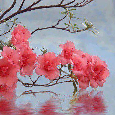 bahar dalı - çiçek - оригинал