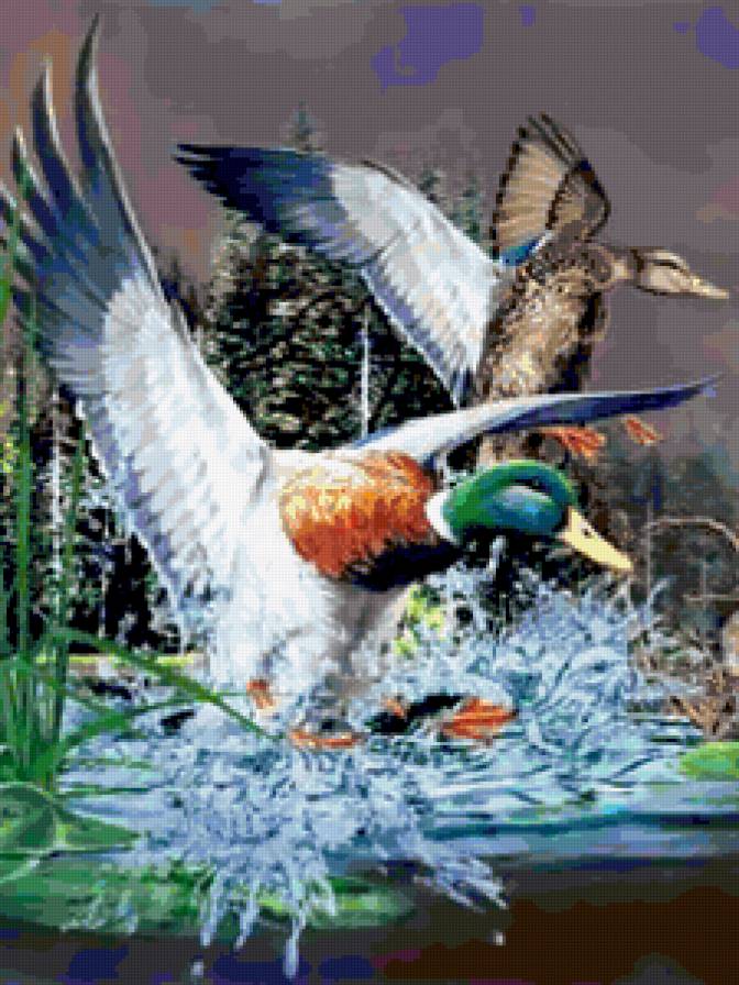 утка и селезень - предпросмотр