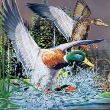 Схема вышивки «утка и селезень»