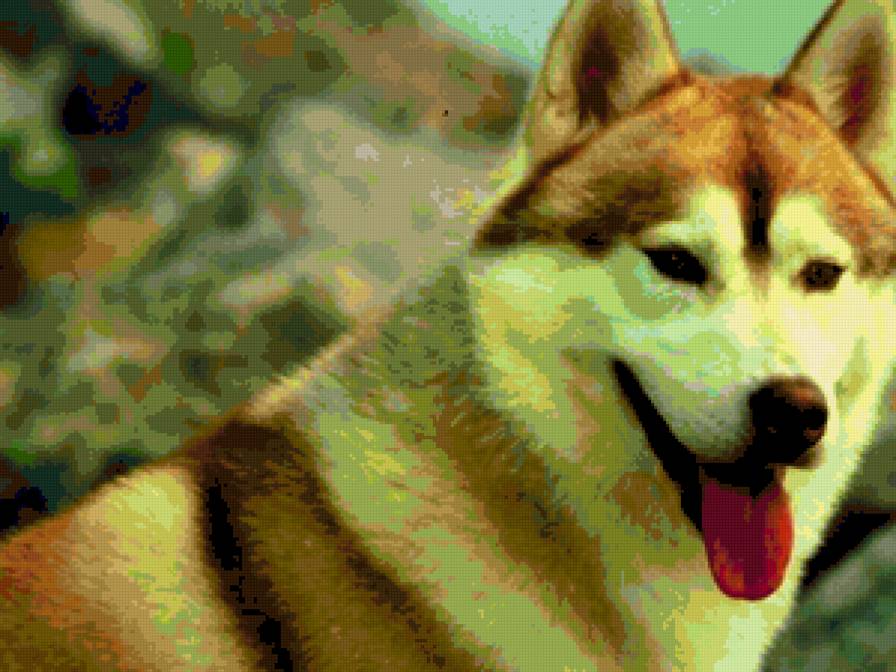 хаски - предпросмотр