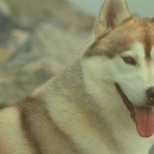 Схема вышивки «хаски»