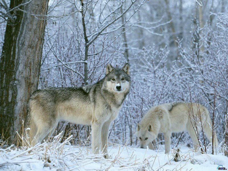 Пара волков - волки - оригинал