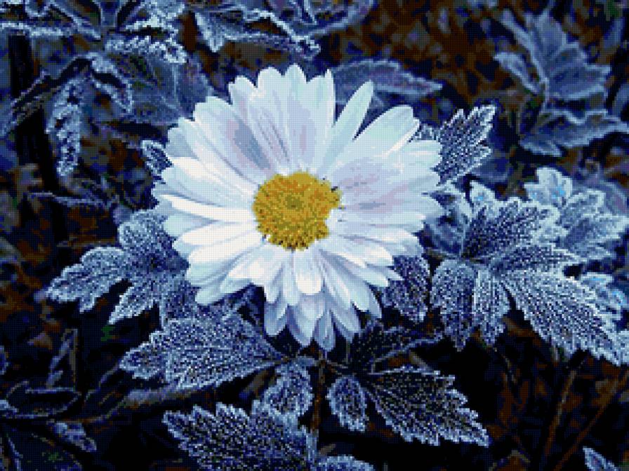 №180267 - цветы, ромашка - предпросмотр