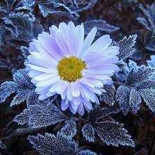 Схема вышивки «№180267»