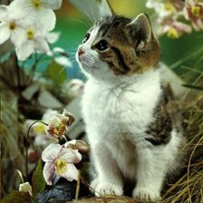 Схема вышивки «Милый котенок»