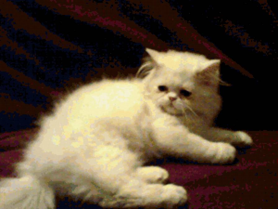 Перс - животные, кошка, котенок - предпросмотр