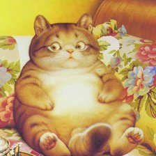 Кот-карапуз