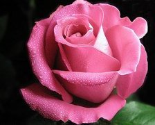 Схема вышивки «57896»