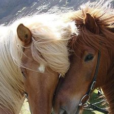 Схема вышивки «лошади»