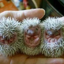 Схема вышивки «№180557»