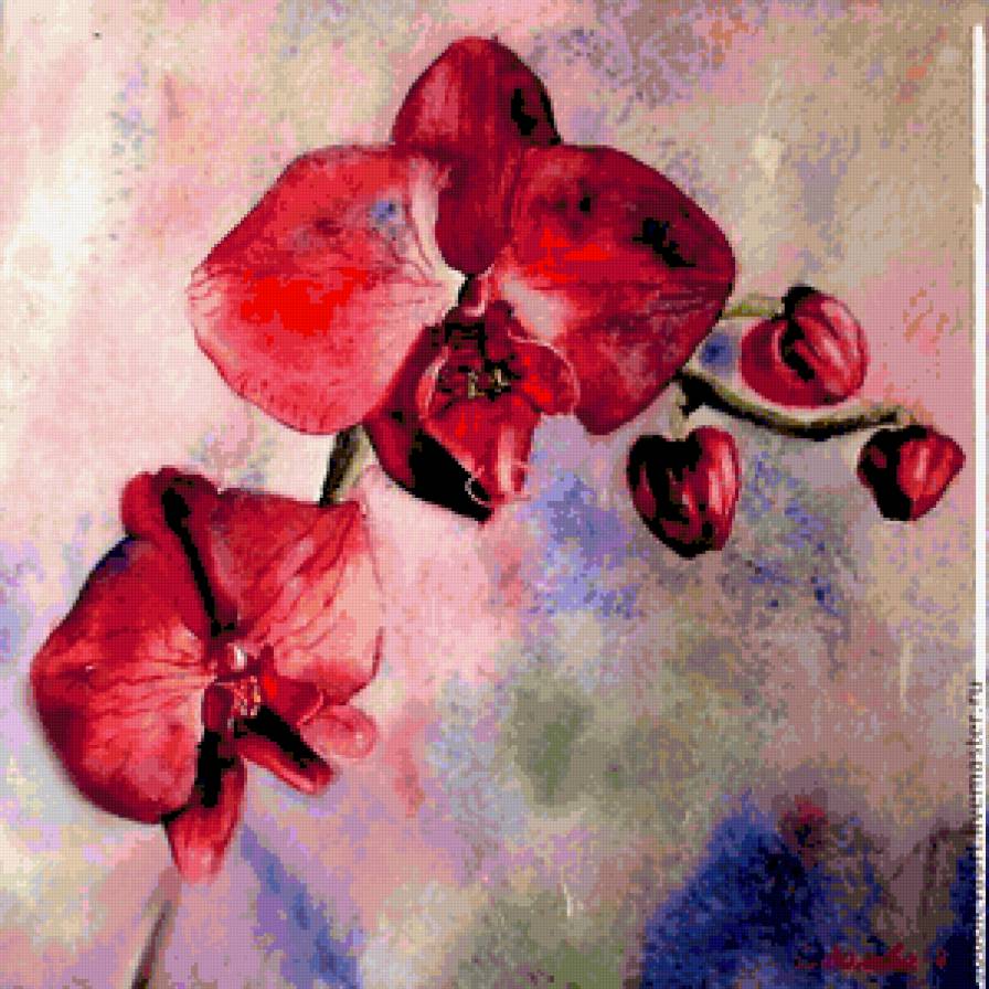 Орхидея - цветы, орхидеи - предпросмотр