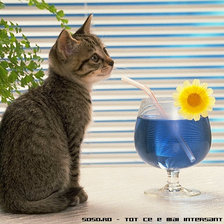 Схема вышивки «cat&relaxe»