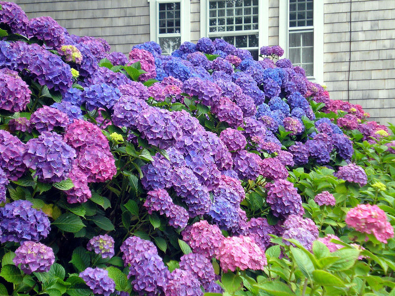 нантакет - оригинал