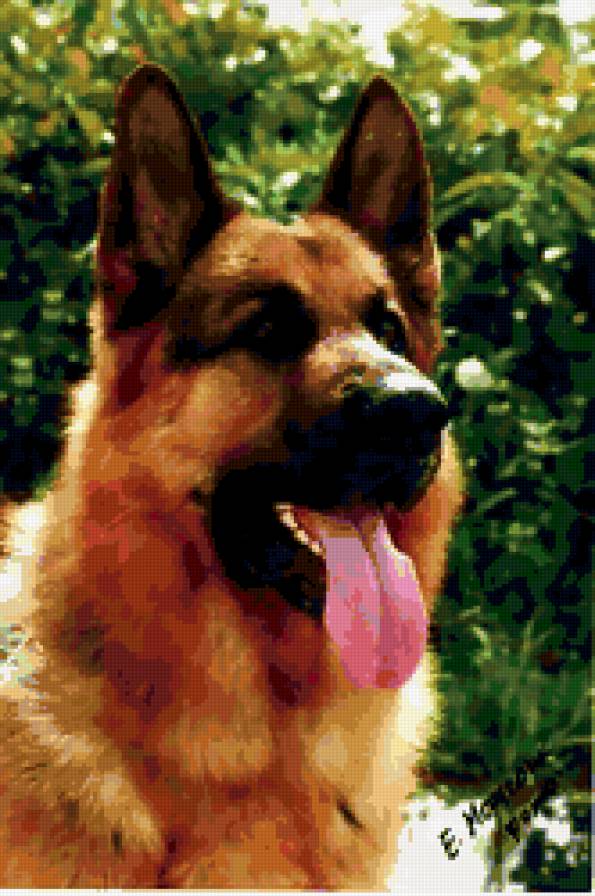 Пес - собаки, животные - предпросмотр