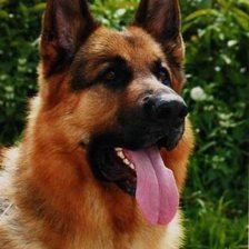 Схема вышивки «Пес»