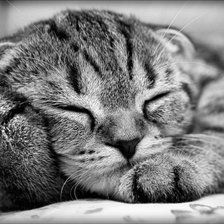 Схема вышивки «киса»