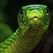 Схема вышивки «удав»