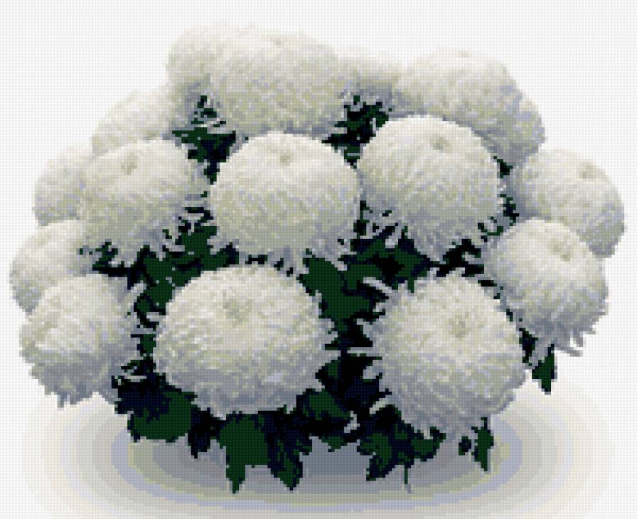 хризантемы - хризантемы, цветы - предпросмотр