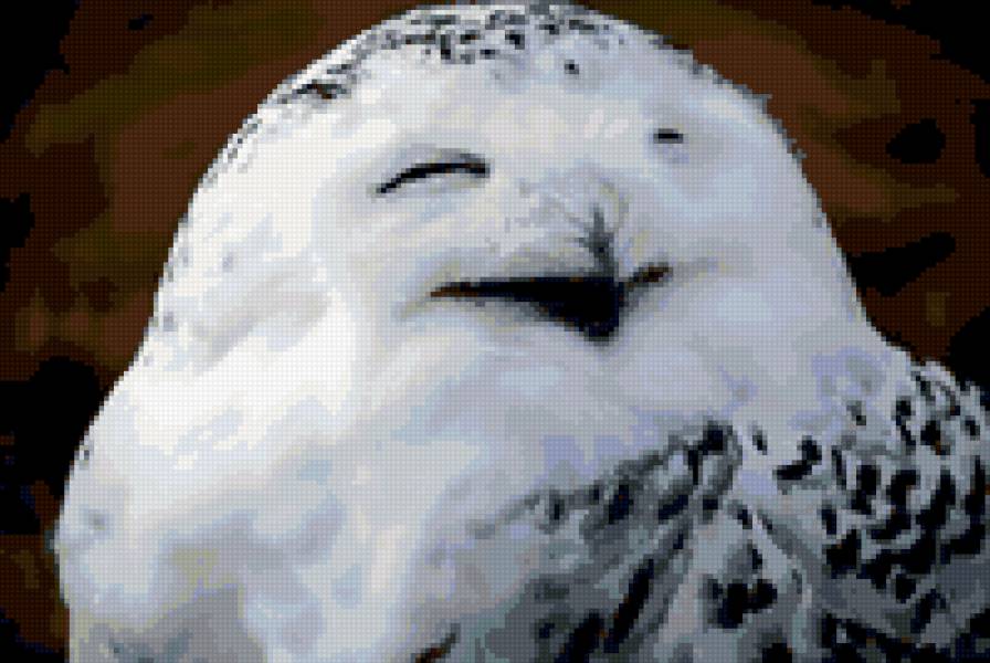 Сова - совы - предпросмотр