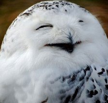 Схема вышивки «Сова»