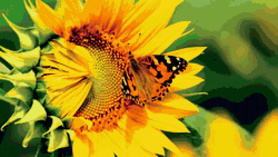 подсолнух - подсолнух, бабочка - предпросмотр