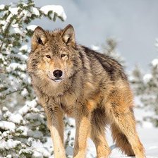 Схема вышивки «Волк»