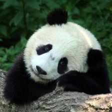 Схема вышивки «панда»