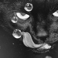 Схема вышивки «Кот»