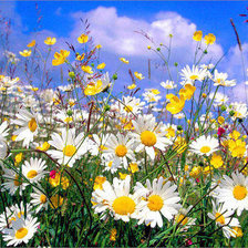 Схема вышивки «№181698»