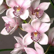 Схема вышивки «Орхидеи»