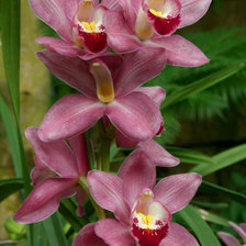 Схема вышивки «Орхидеи»