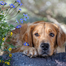 В ожидании хозяина