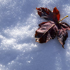 Схема вышивки «Лист на снегу»