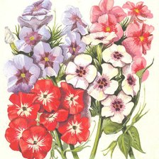 Схема вышивки «Флоксы»