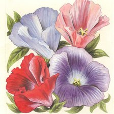 Схема вышивки «Годеция»