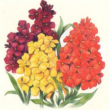 Схема вышивки «Левкои»